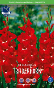 Гладиолус Traderhorn (Lefeber)