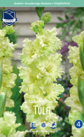 Гладиолус Happy Touch (Tula) (Lefeber)