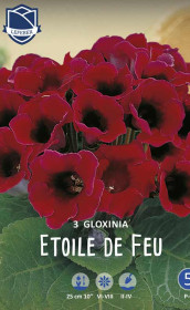 Глоксиния Etoile de Feu (Lefeber)