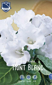 Глоксиния Mont Blanc (Lefeber)