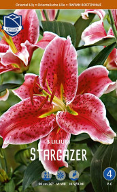 Лилия Stargazer (Lefeber)