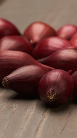 Лук-севок Роми (10-21мм)