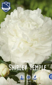 Пион Shirley Temple (Lefeber)