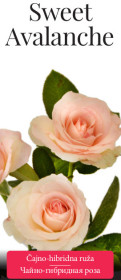 Розы саженцы чайно-гибр Sweet Avalanche