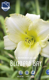 Хемерокаллис Blizzard Bay (Lefeber)