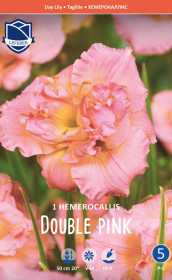 Хемерокаллис Double Pink (Lefeber)
