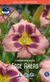 Хемерокаллис Edge Ahead (Lefeber)