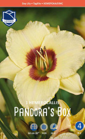 Хемерокаллис Pandora's Box (Lefeber)