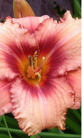 Хемерокаллис Strawberry Candy (Lefeber)