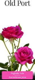 Розы саженцы английская Old Port