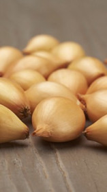 Лук-севок Сеттон F1 (10-21мм)