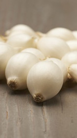 Лук-севок Сновболл (10-21мм)