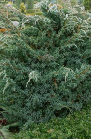 Саженец можжевельника Мейри в конт. С2 (НС)