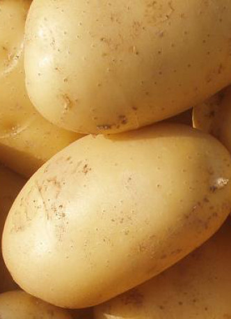 Картофель семенной Лилея (ВЗИ)
