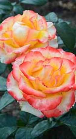 Розы саженцы флорибунда Sunita