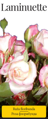 Розы саженцы флорибунда Laminuette