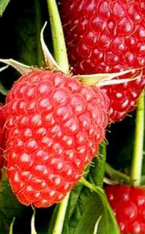 Саженец малины Метеор, ОКС (К)