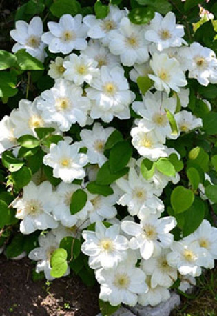 Саженец клематиса Джернси крим (Guernsey Cream) в конт. С2 (СП)