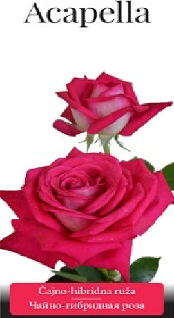 Розы саженцы чайно-гибр Acapella