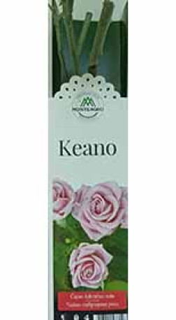 Розы саженцы чайно-гибр Keano