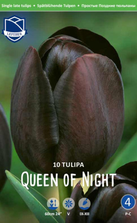 Тюльпаны Queen of Night (Lefeber)