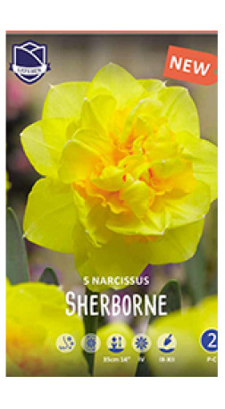 Нарциссы Sherborne (Lefeber)