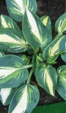 Хоста Timeless Beauty (Lefeber)