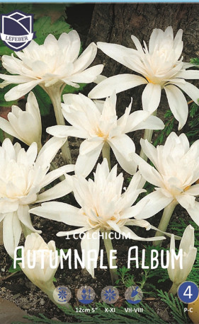Колхикум autumnale Album (Lefeber)