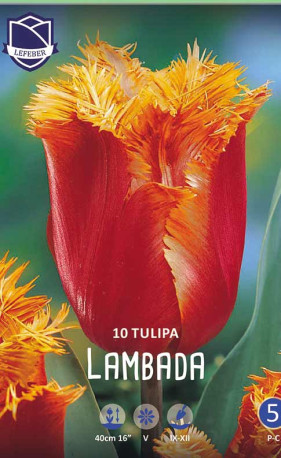 Тюльпаны Lambada (Lefeber)