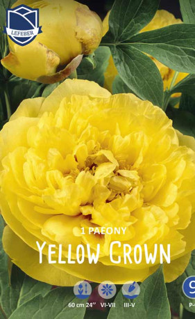 Пион Yellow Crown (Lefeber)