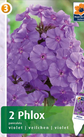Флокс paniculata violet (R. De Ree)