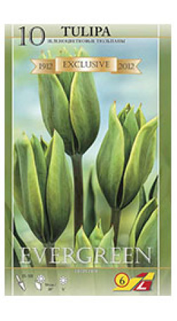 Тюльпаны Evergreen (Lefeber)