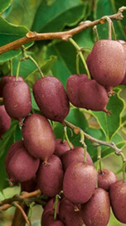 Саженцы Актинидия SCARLET SEPTEMBER KIWI C2