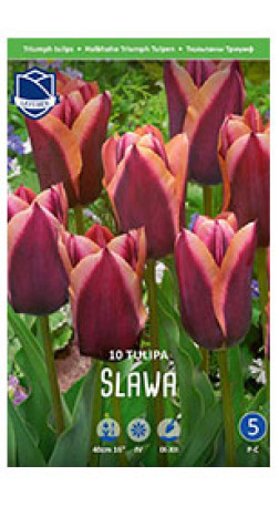 Тюльпаны Slawa (Lefeber)