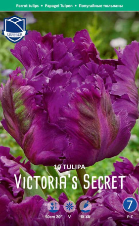 Тюльпаны Victoria's Secret (Lefeber)