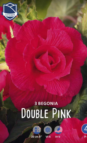 Бегония Double Pink (Lefeber)