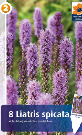 Лиатрис spicata Violet-Blue (R. De Ree)