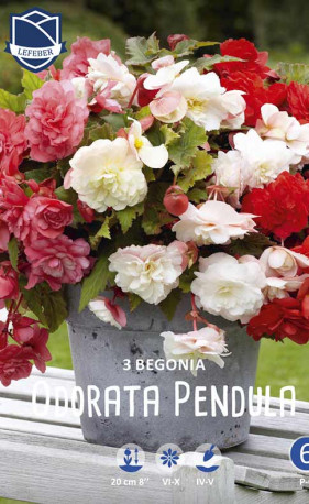 Бегония Pendula Odorata (Lefeber)