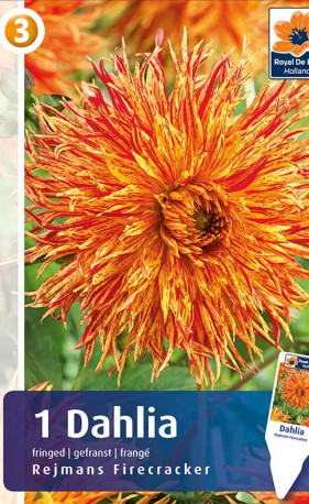 Георгина Rejmans Firecracker (R. De Ree)