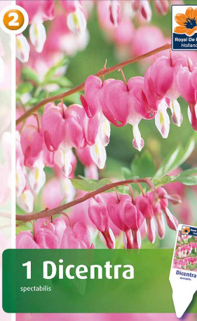 Дицентра spectabilis (R. De Ree)