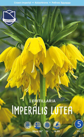 Фритиллярия imperialis Lutea (Lefeber)