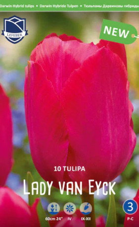 Тюльпаны Lady van Eyck (Lefeber)