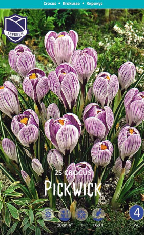 Крокусы Pickwick (Economy packs) (Lefeber)