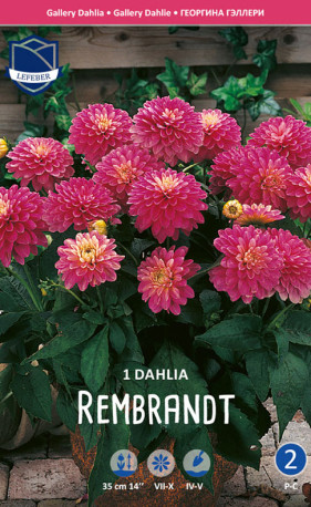 Георгина Rembrandt (Lefeber)