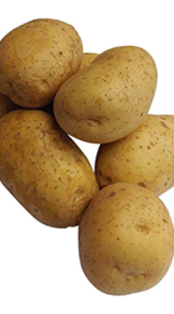 Картофель семенной Вега