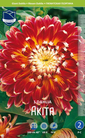 Георгина Akita (Lefeber)