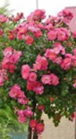 Розы саженцы на штамбе почвопокровная Fuchsia