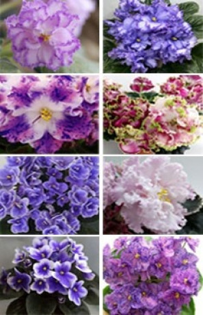 Рассада сенполии (Фиалка) мал (п)