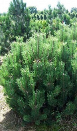 Саженцы Сосна горная Mughus С2.5 ЗГ