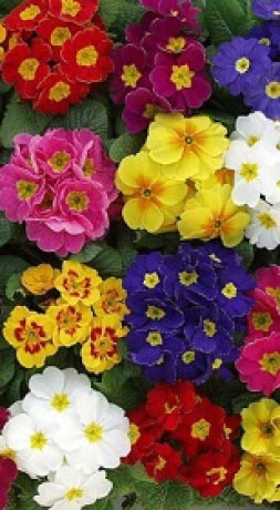 Рассада Примула крупноцветковая 10см Р11 ЗГ